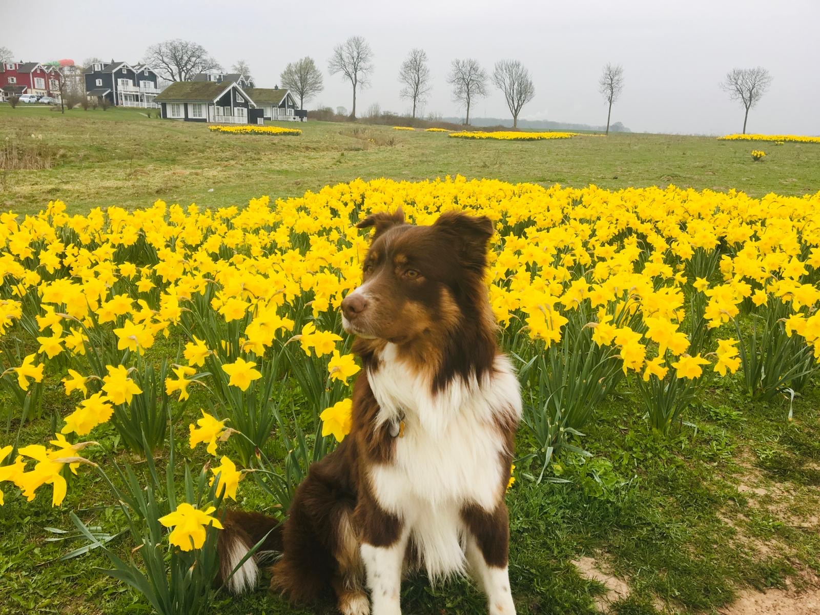 Maxi im Narzissenfeld